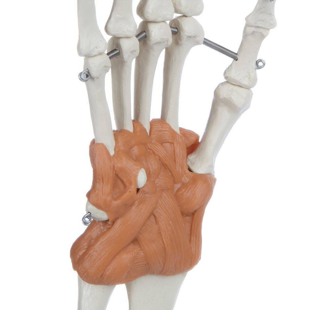 Rudiger Anatomie Premium Arm Skeleton with Full Hand, Ulna, Radius and Ligaments