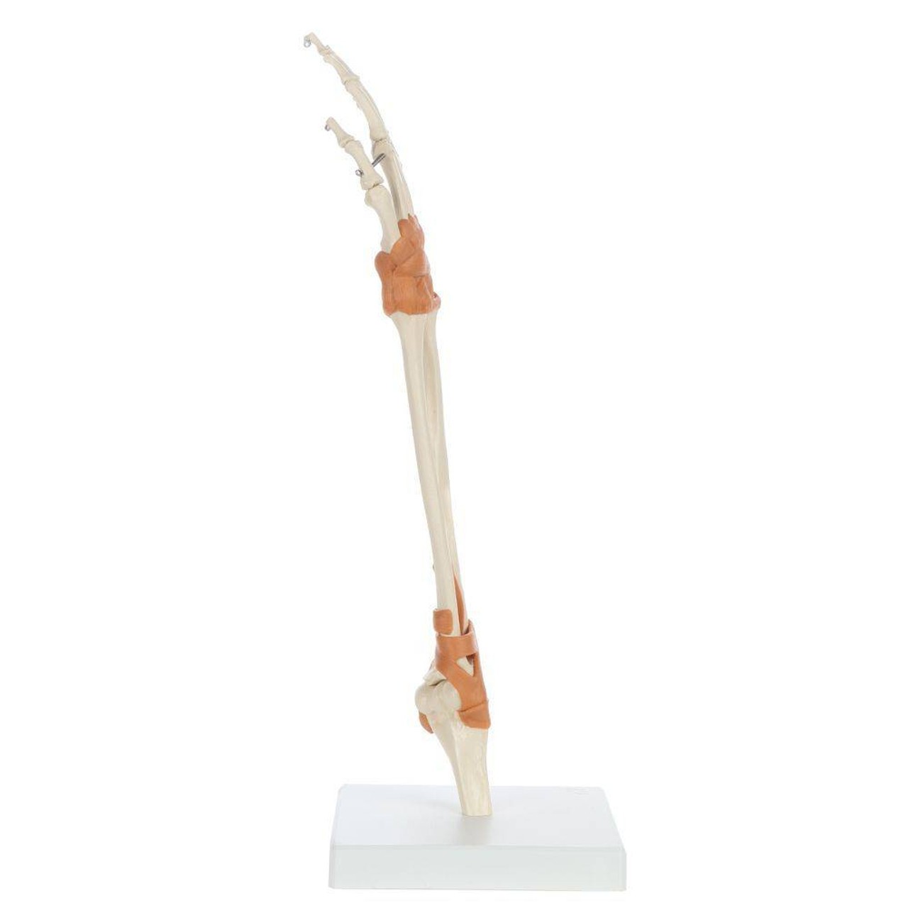Rudiger Anatomie Premium Arm Skeleton with Full Hand, Ulna, Radius and Ligaments