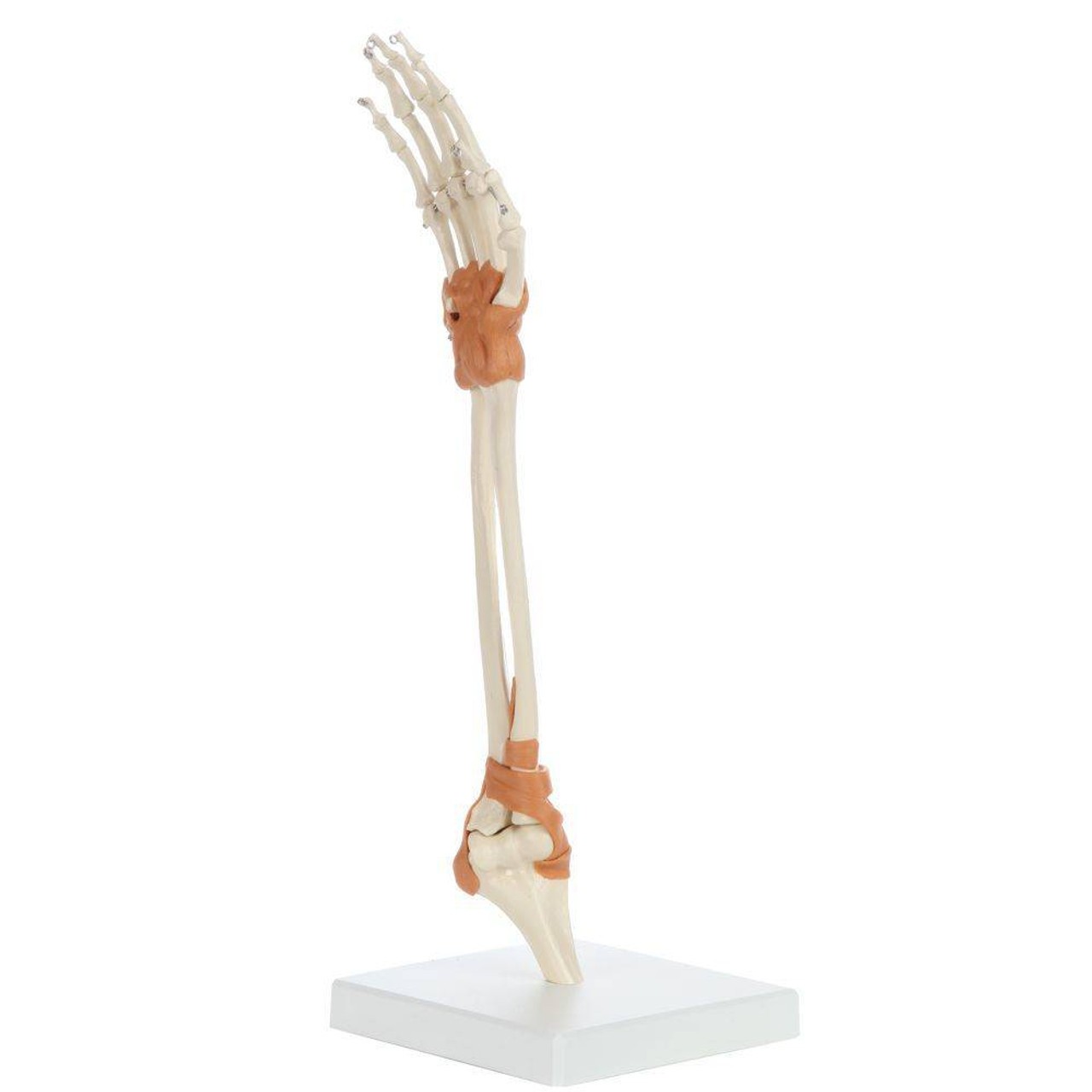 Rudiger Anatomie Premium Arm Skeleton with Full Hand, Ulna, Radius and Ligaments