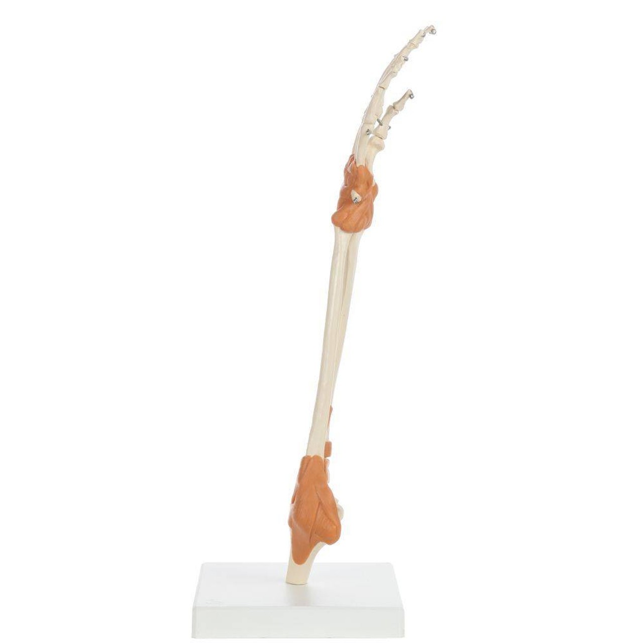 Rudiger Anatomie Premium Arm Skeleton with Full Hand, Ulna, Radius and Ligaments