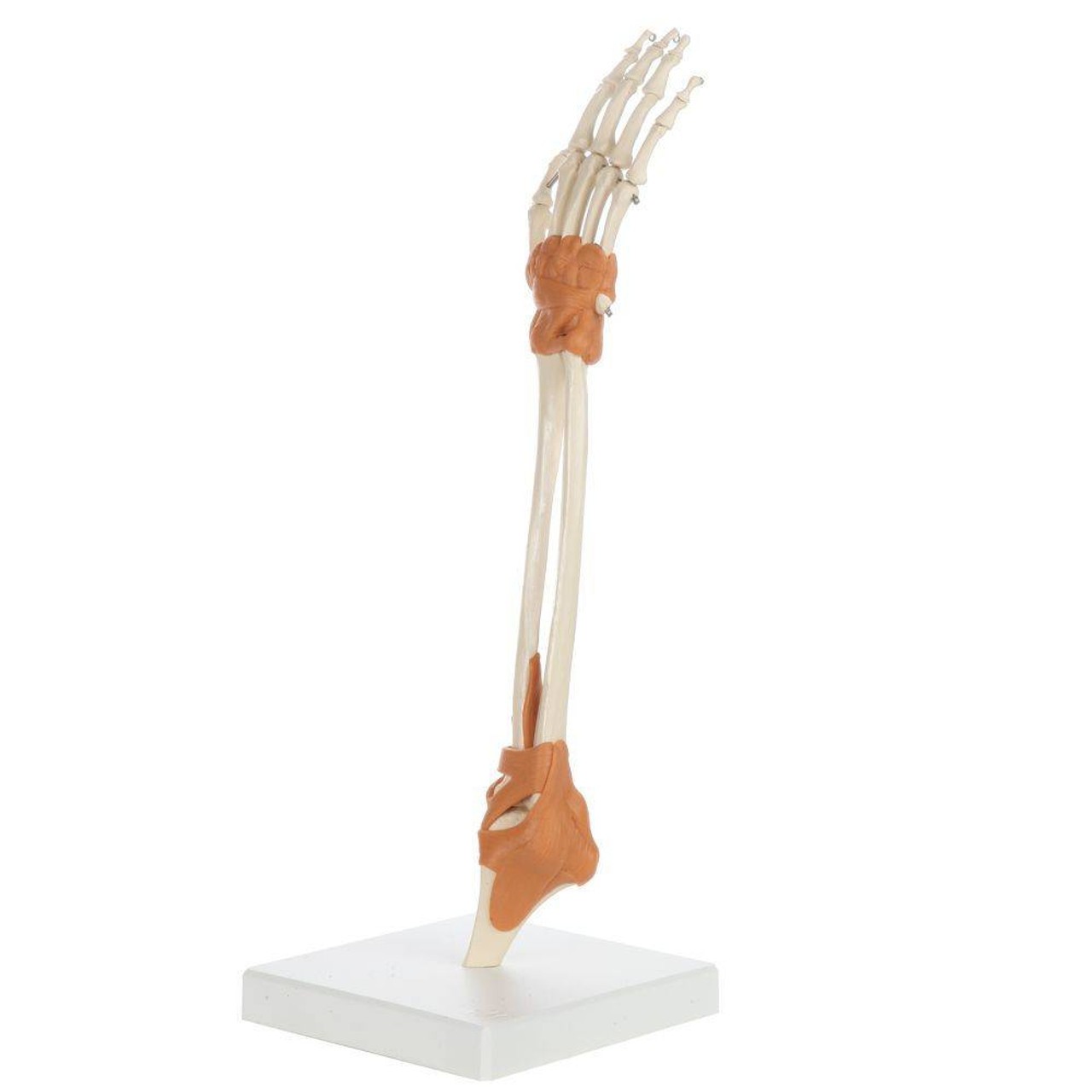 Rudiger Anatomie Premium Arm Skeleton with Full Hand, Ulna, Radius and Ligaments