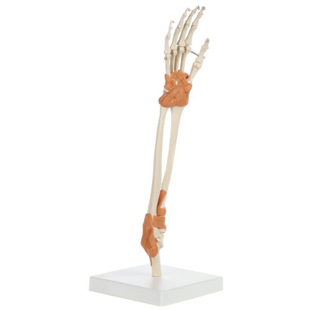 Rudiger Anatomie Premium Arm Skeleton with Full Hand, Ulna, Radius and Ligaments