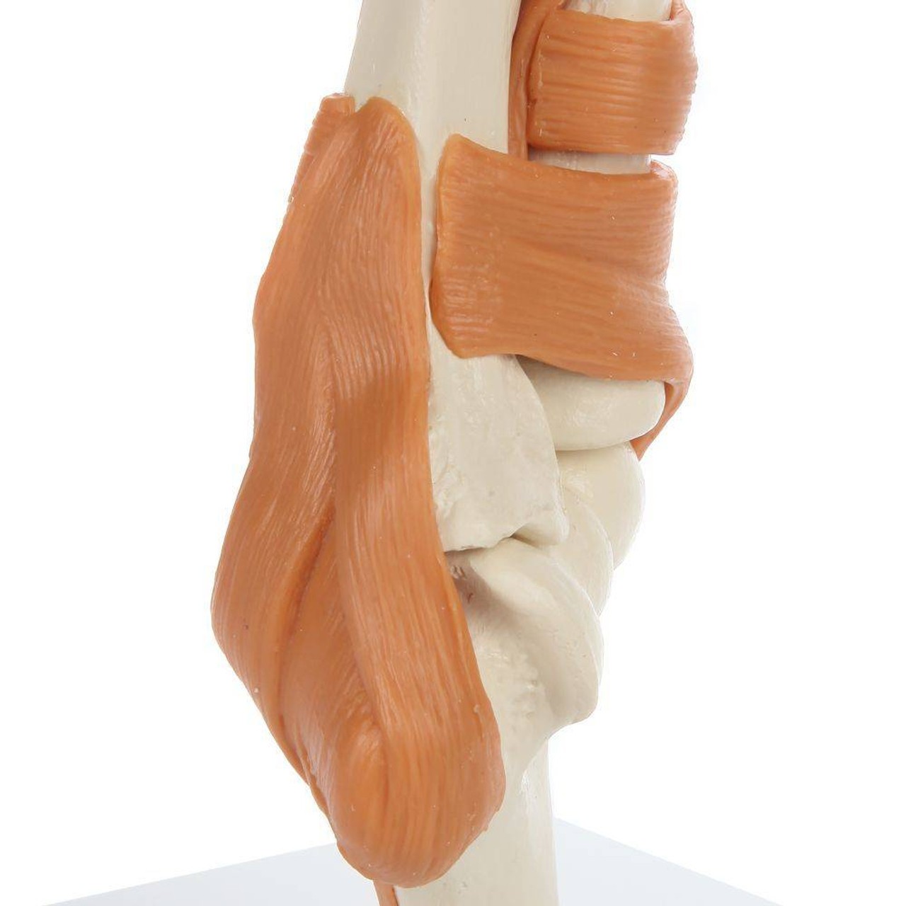 Rudiger Anatomie Premium Arm Skeleton with Full Hand, Ulna, Radius and Ligaments
