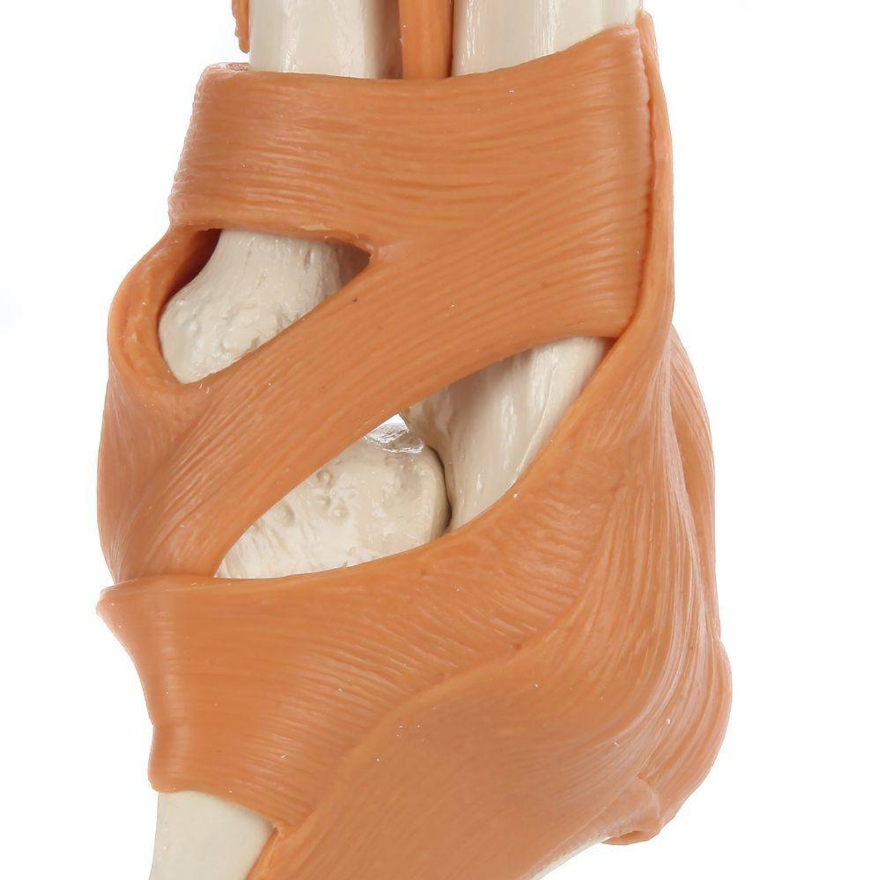 Rudiger Anatomie Premium Arm Skeleton with Full Hand, Ulna, Radius and Ligaments