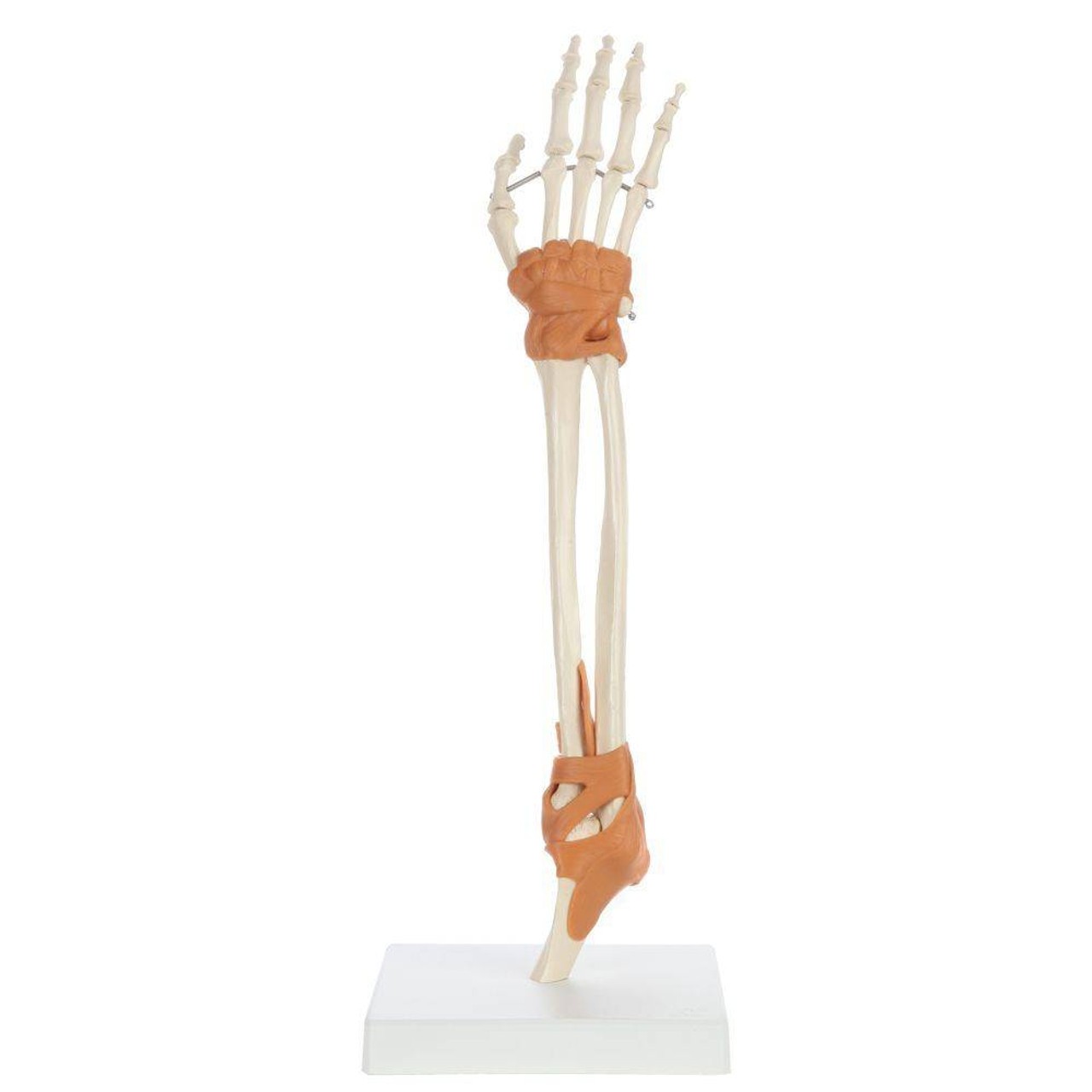 Rudiger Anatomie Premium Arm Skeleton with Full Hand, Ulna, Radius and Ligaments
