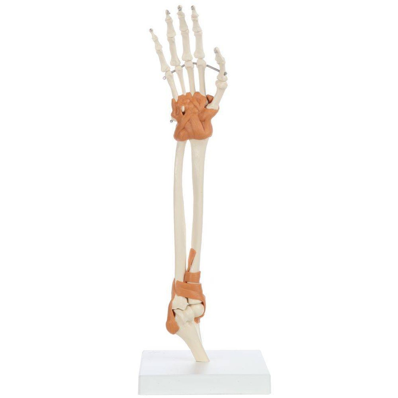 Rudiger Anatomie Premium Arm Skeleton with Full Hand, Ulna, Radius and Ligaments