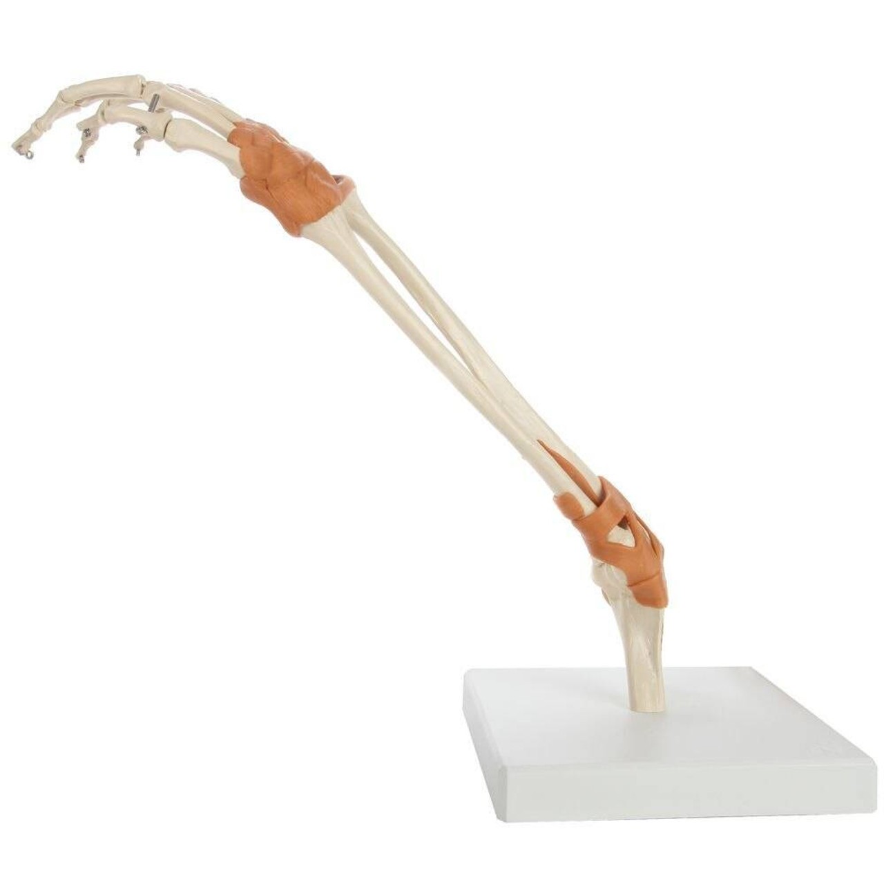 Rudiger Anatomie Premium Arm Skeleton with Full Hand, Ulna, Radius and Ligaments