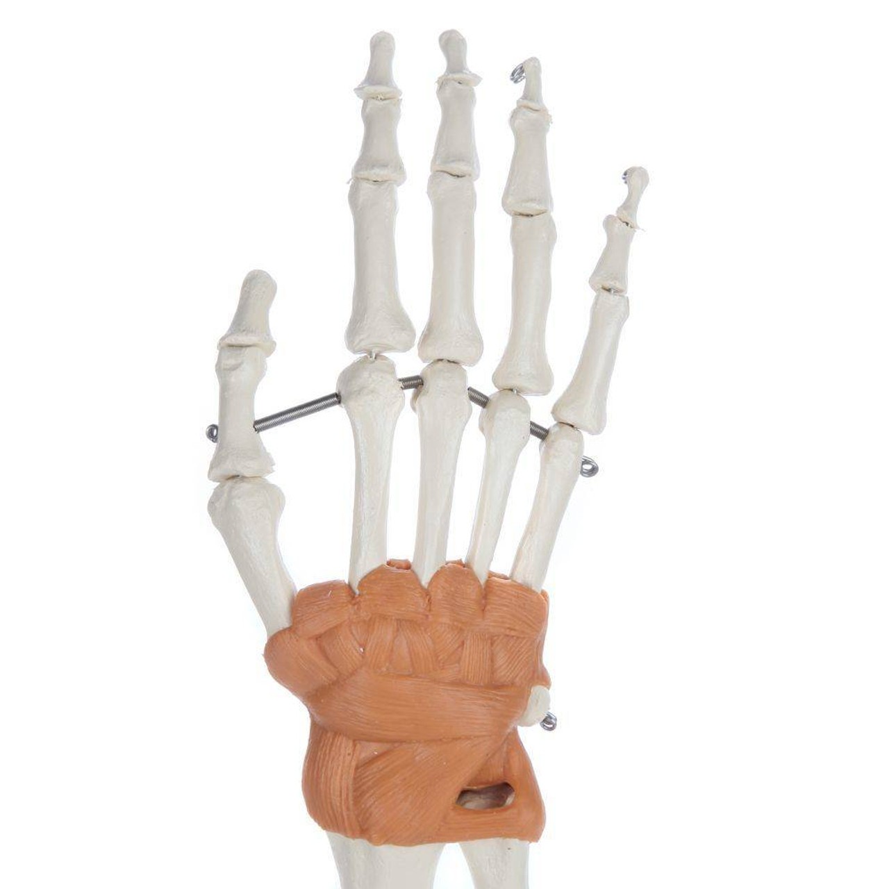 Rudiger Anatomie Premium Arm Skeleton with Full Hand, Ulna, Radius and Ligaments