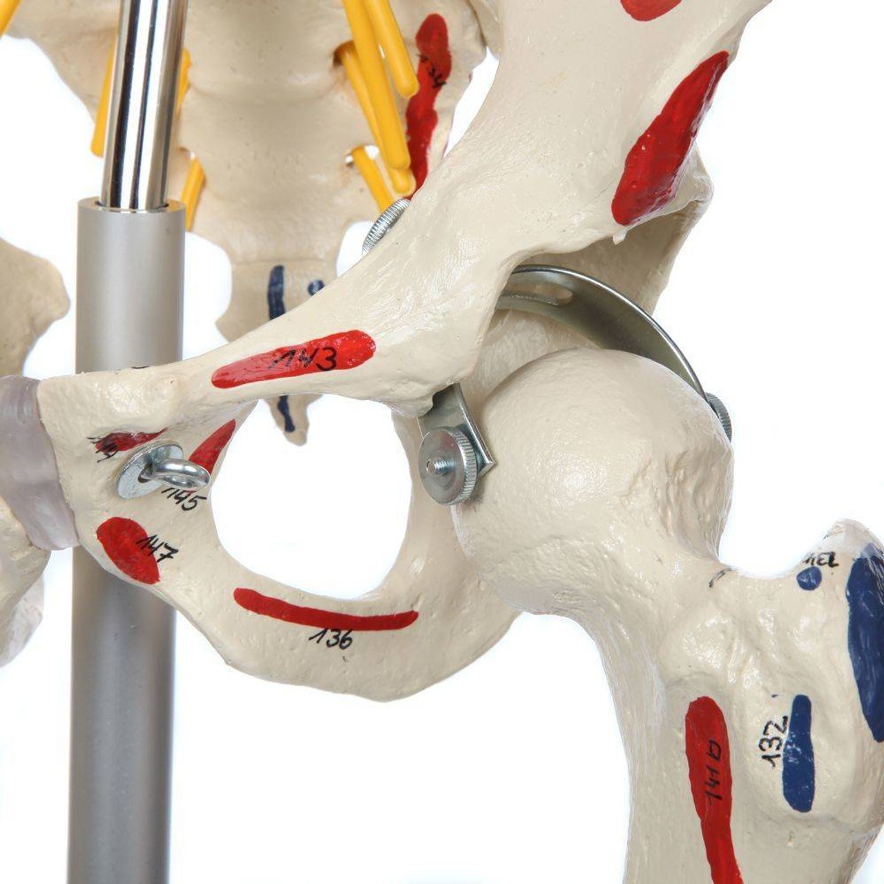 Rudiger Anatomie Premium Human Skeleton with Flexible Spine, Muscle Paintings, and Arteries