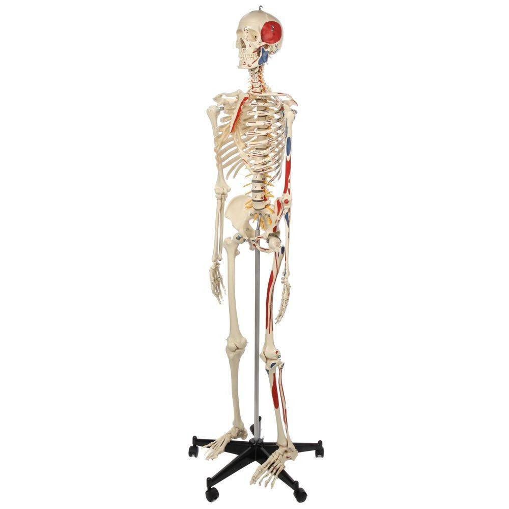 ドイツ rudiger anatomie リュディガー アナトミー社製 骨格模型 Rudiger Anatomie Premium Human Skeleton with Flexible Spine