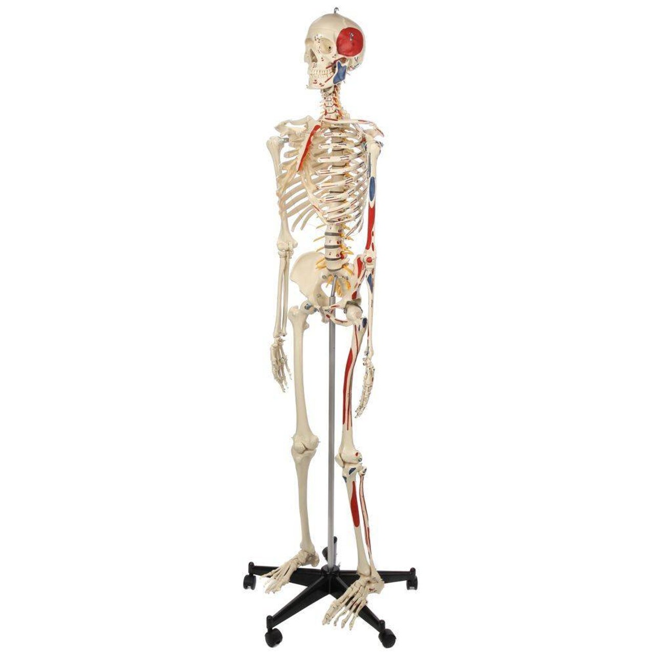 Rudiger Anatomie Premium Human Skeleton with Flexible Spine, Muscle Paintings, and Arteries