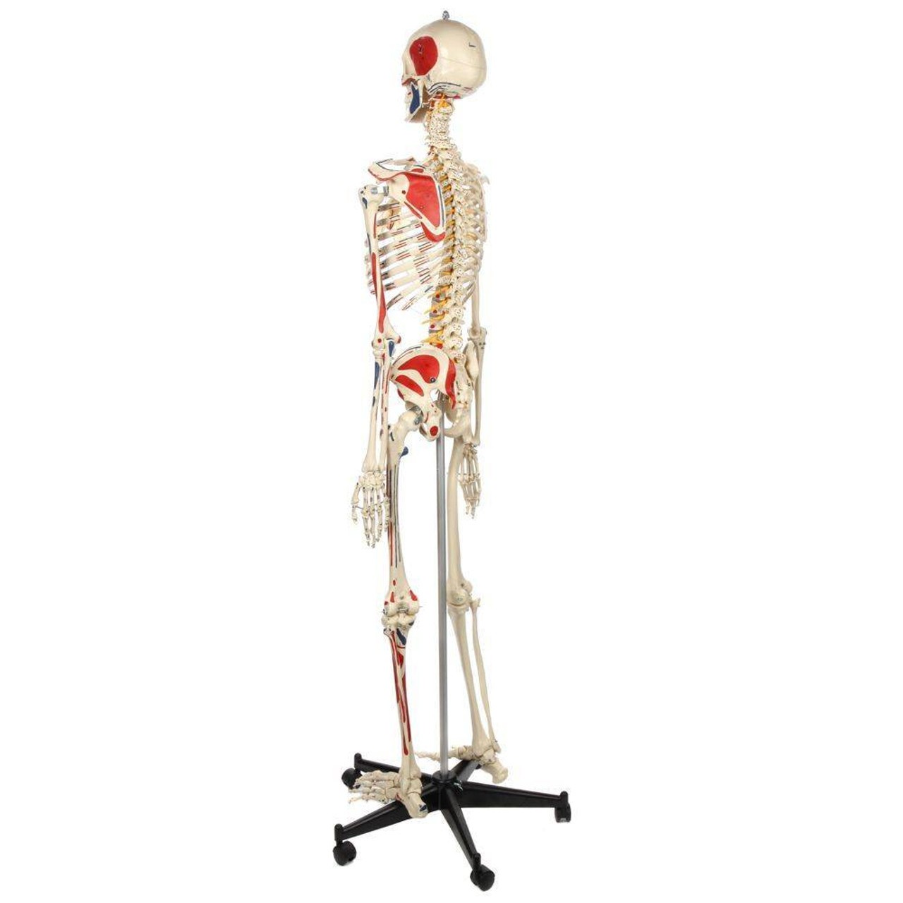 Rudiger Anatomie Premium Human Skeleton with Flexible Spine, Muscle Paintings, and Arteries