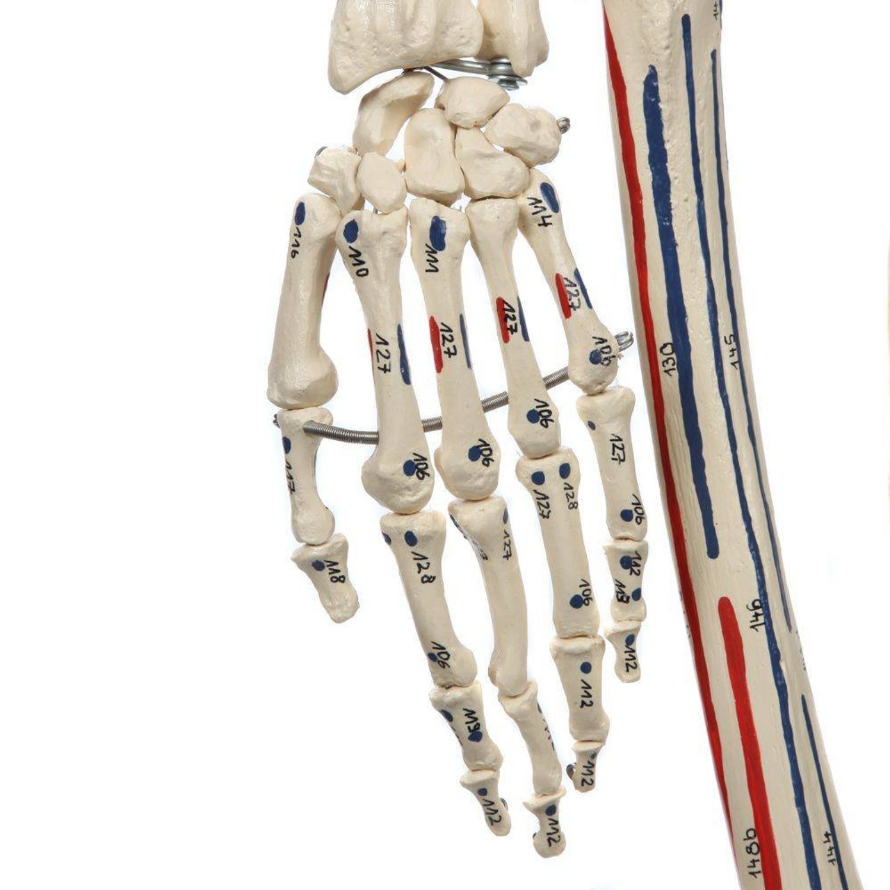 Rudiger Anatomie Premium Human Skeleton with Flexible Spine, Muscle Paintings, and Arteries