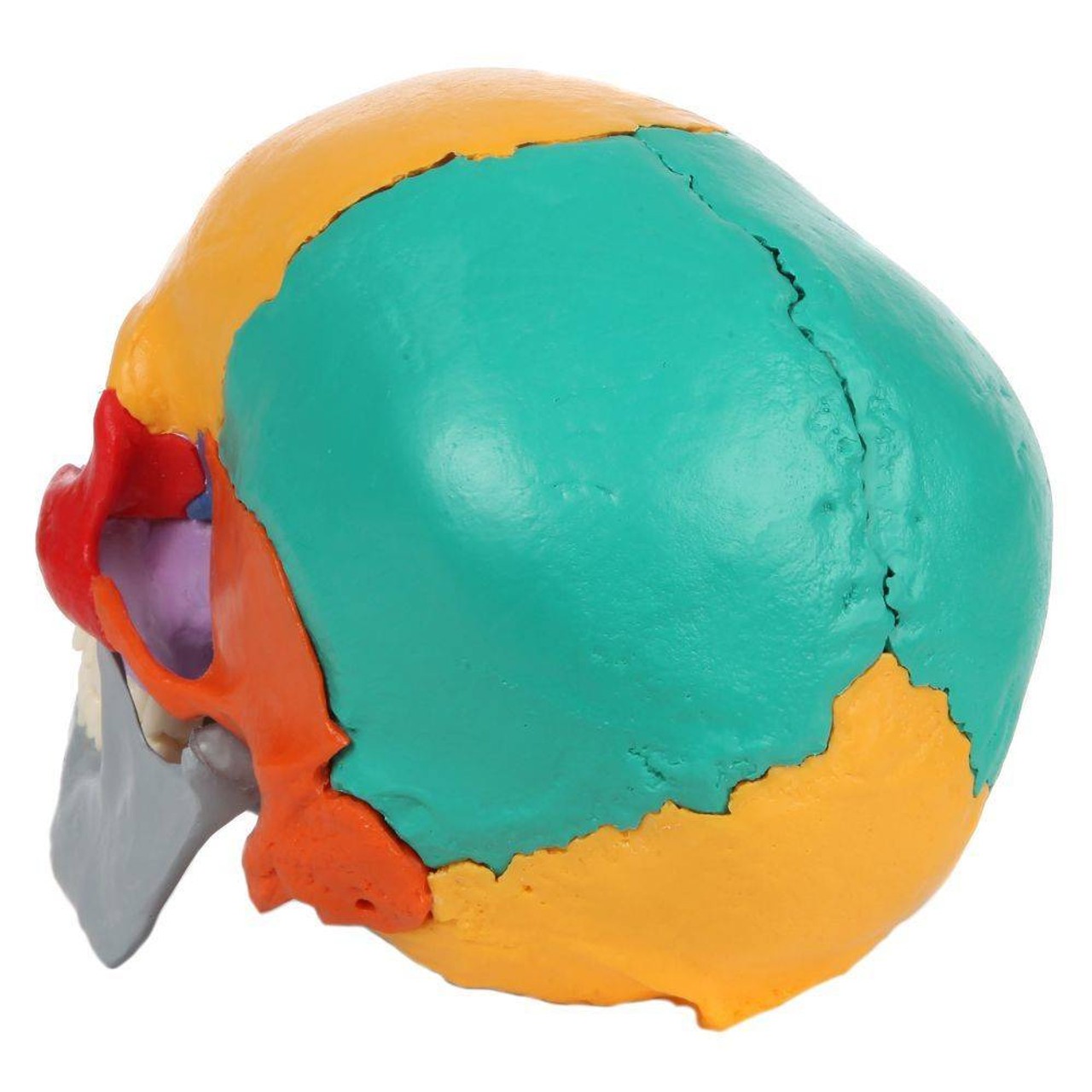 Rudiger Anatomie Premium 18-Part Didactic Human Skull