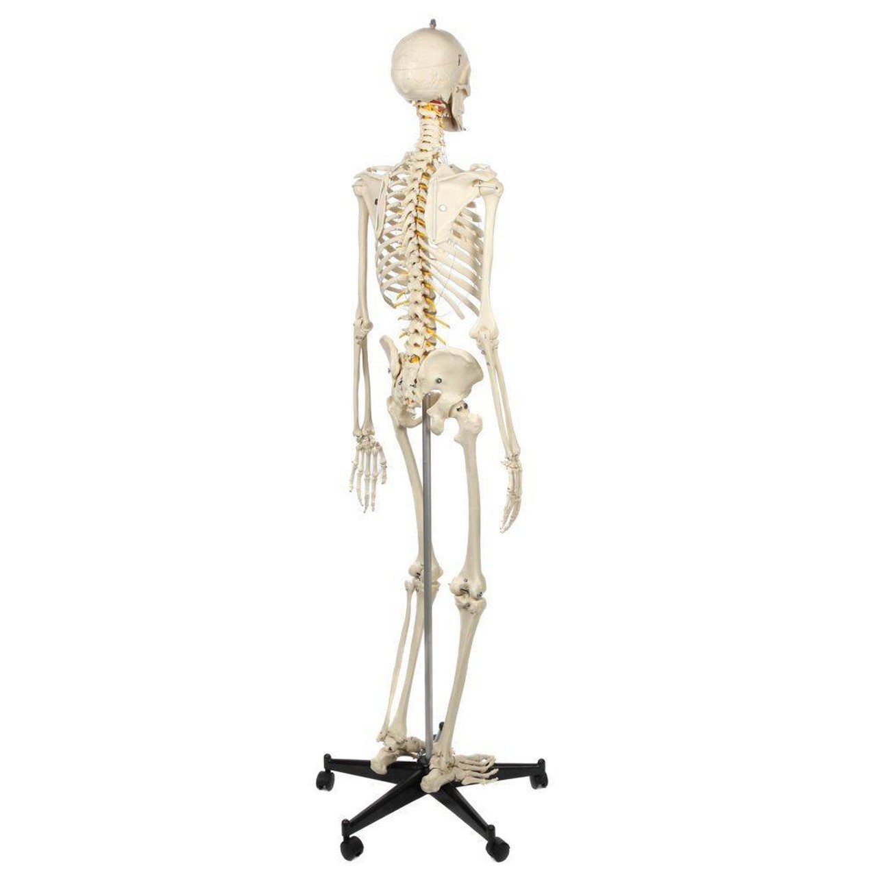 Rudiger Anatomie Premium Highly Flexible Physio Skeleton