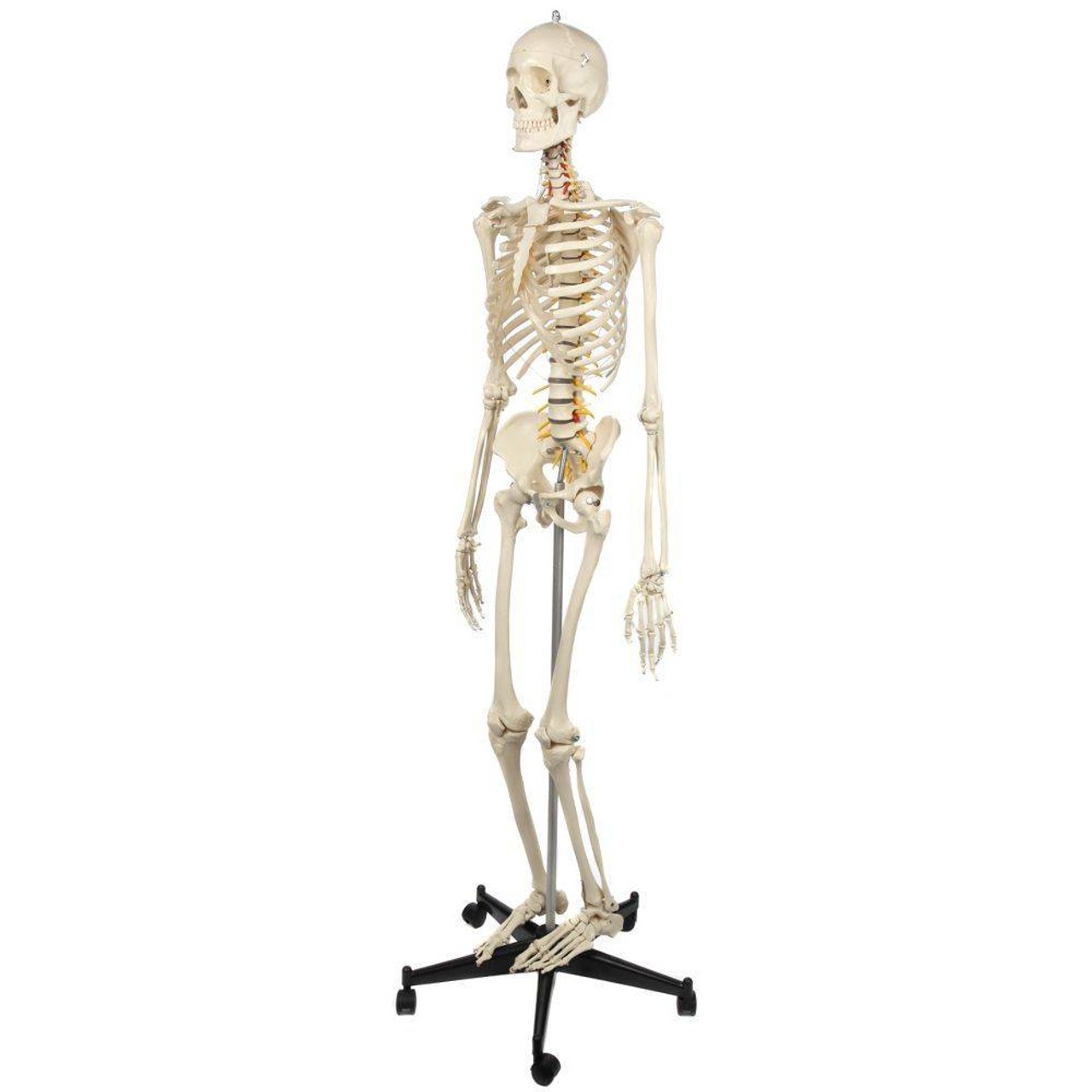 Rudiger Anatomie Premium Highly Flexible Physio Skeleton