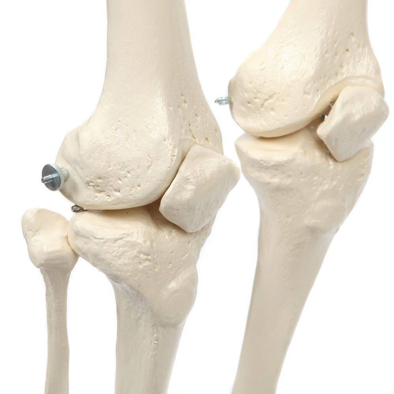 Rudiger Anatomie Premium Highly Flexible Physio Skeleton
