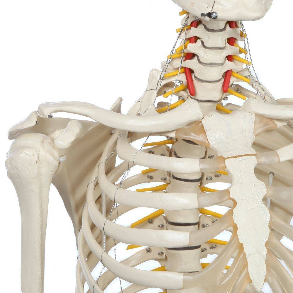 Rudiger Anatomie Premium Highly Flexible Physio Skeleton | Anatomy