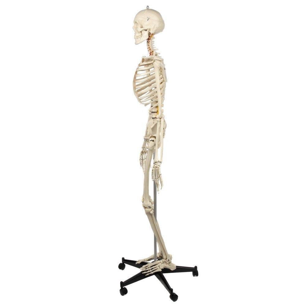 Rudiger Anatomie Premium Highly Flexible Physio Skeleton | Anatomy