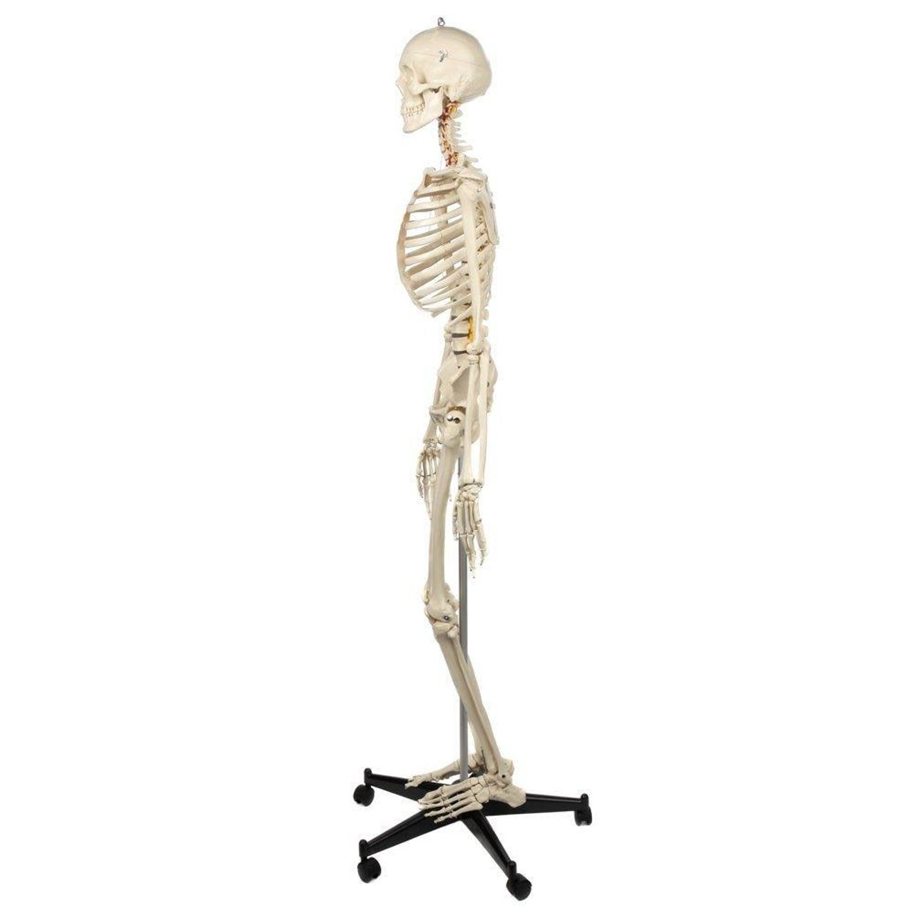 Rudiger Anatomie Premium Highly Flexible Physio Skeleton