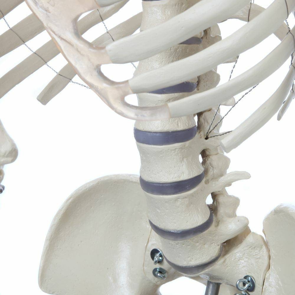 Rudiger Anatomie Premium Lifetime Human Skeleton | Anatomy Warehouse