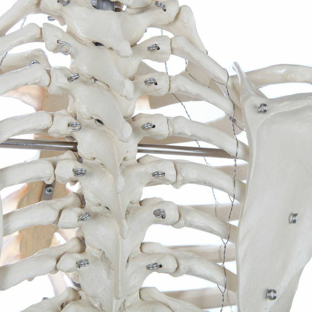 Rudiger Anatomie Premium Lifetime Human Skeleton | Anatomy Warehouse