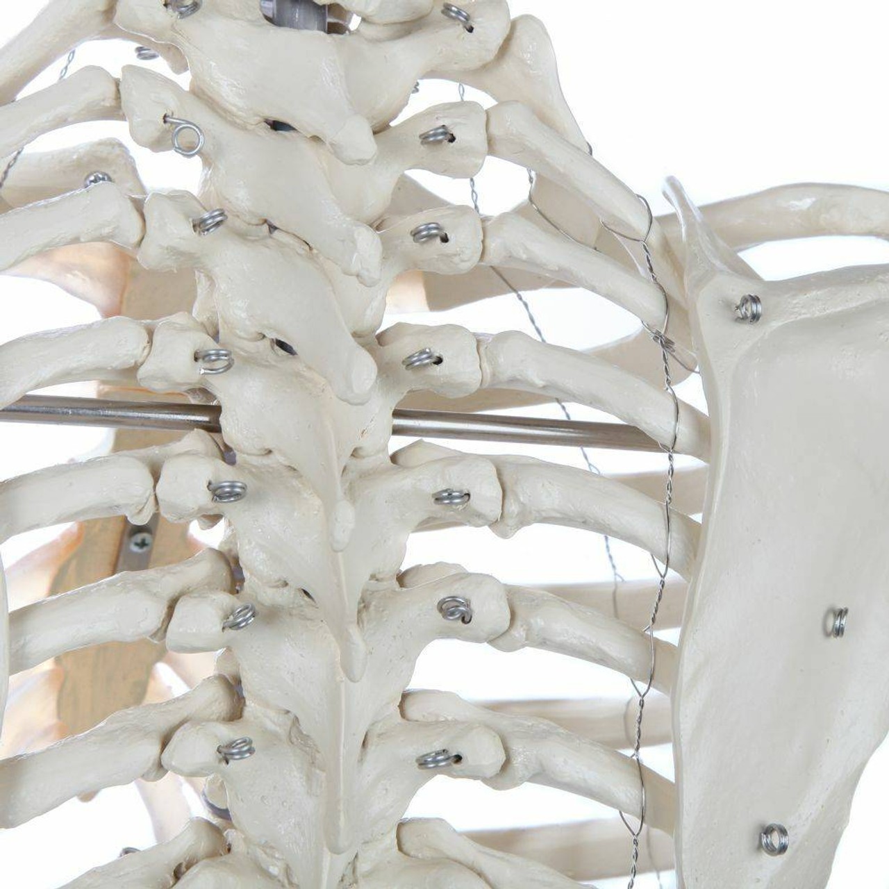 Rudiger Anatomie Premium Lifetime Human Skeleton