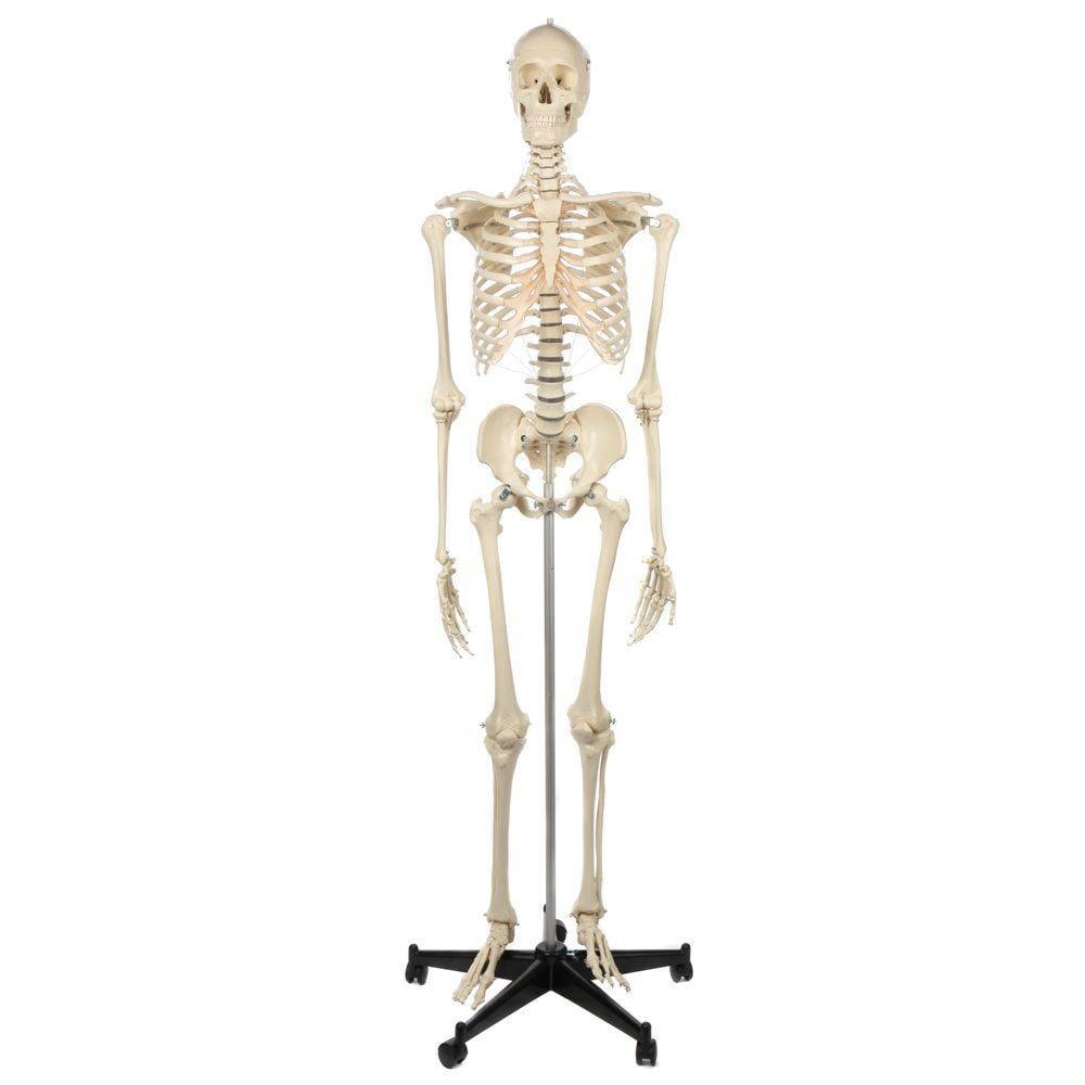 Rudiger Anatomie Premium Lifetime Human Skeleton | Anatomy Warehouse