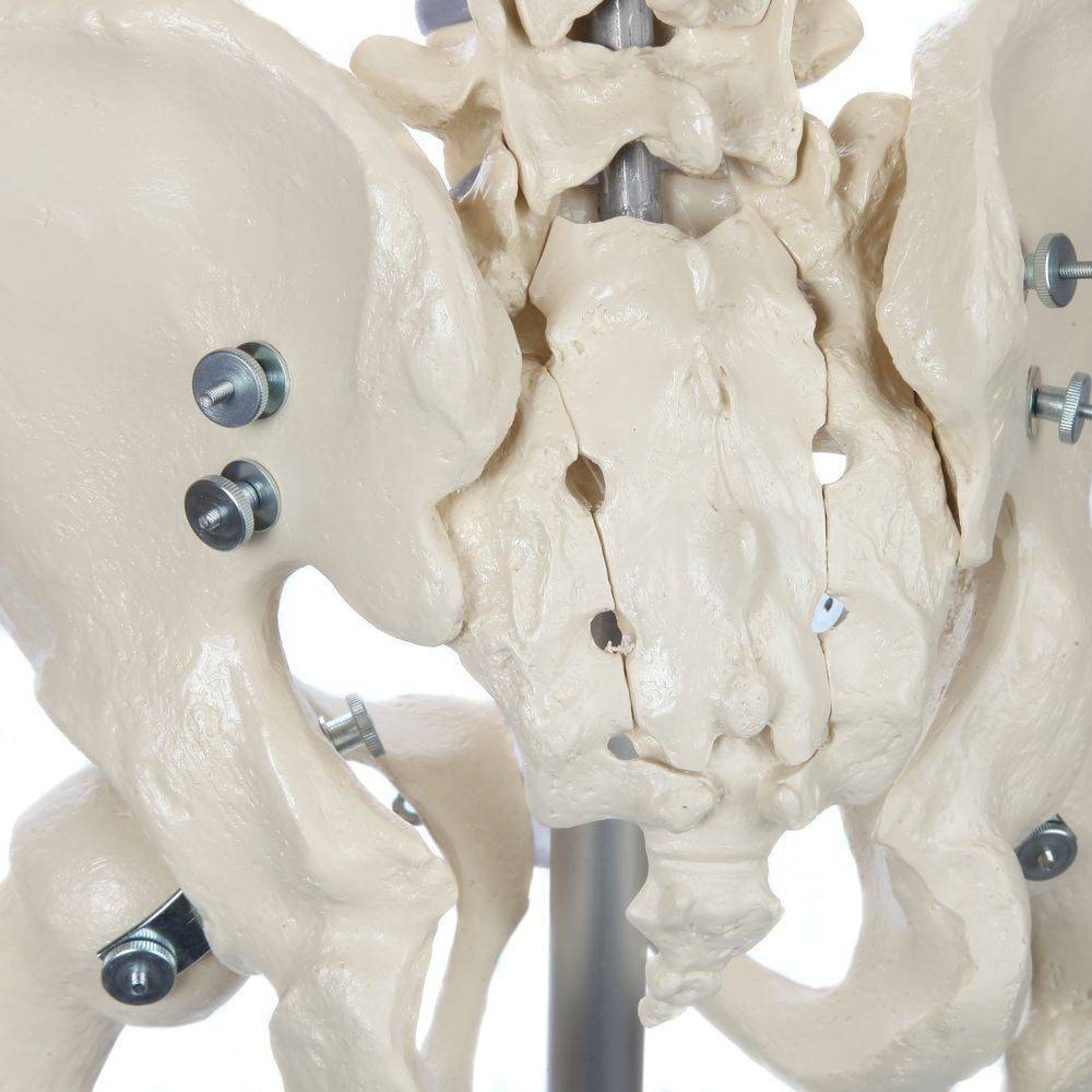 Rudiger Anatomie Premium Lifetime Human Skeleton | Anatomy Warehouse