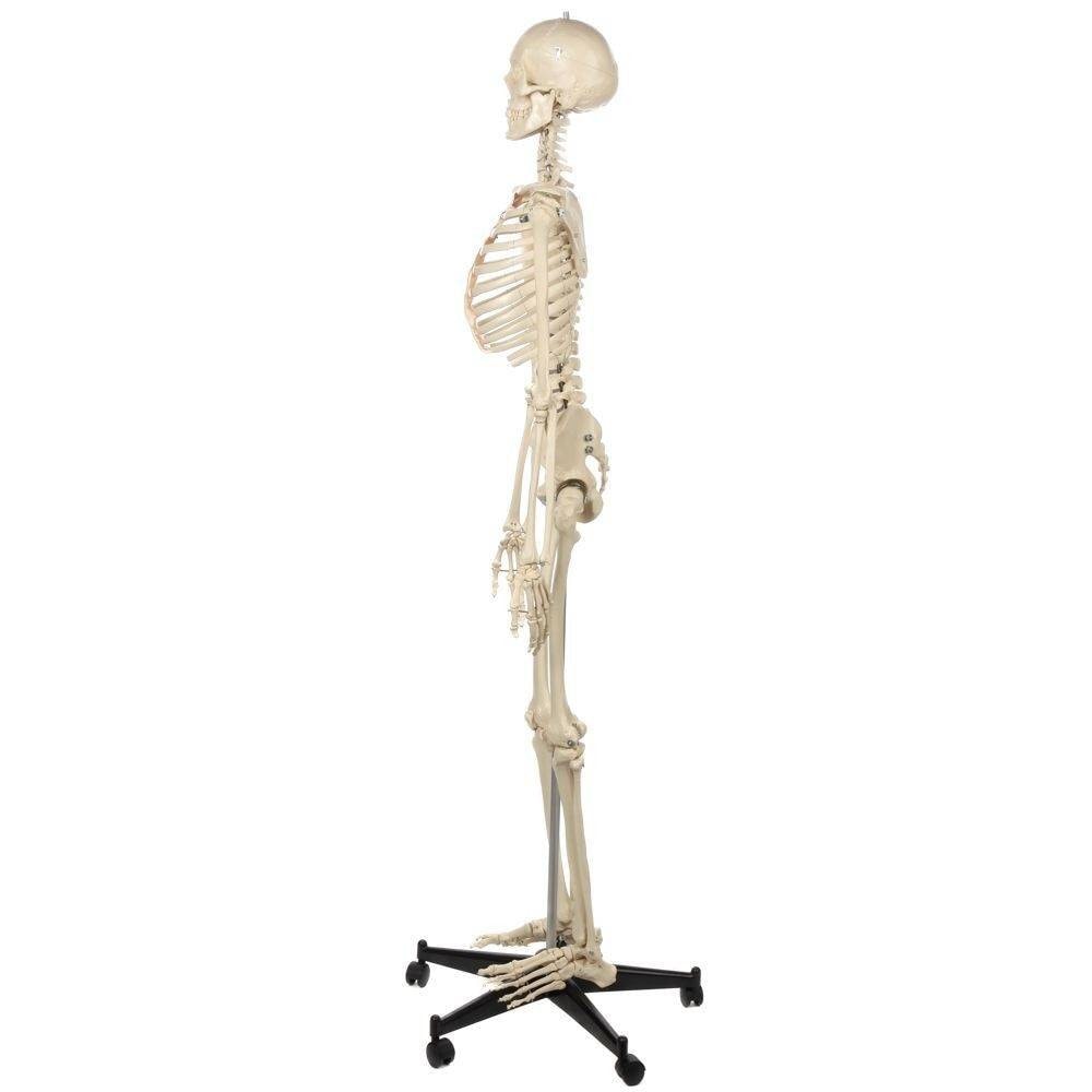 Rudiger Anatomie Premium Lifetime Human Skeleton | Anatomy Warehouse