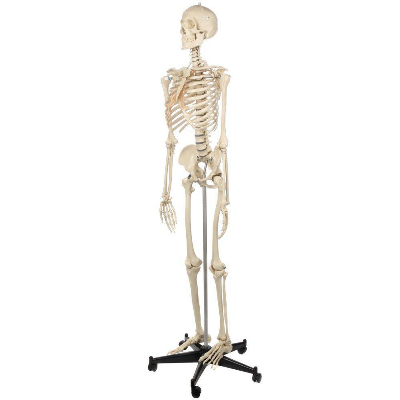 Rudiger Anatomie Premium Lifetime Human Skeleton