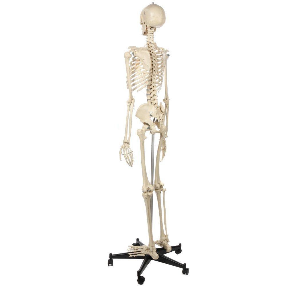 Rudiger Anatomie Premium Lifetime Human Skeleton | Anatomy Warehouse