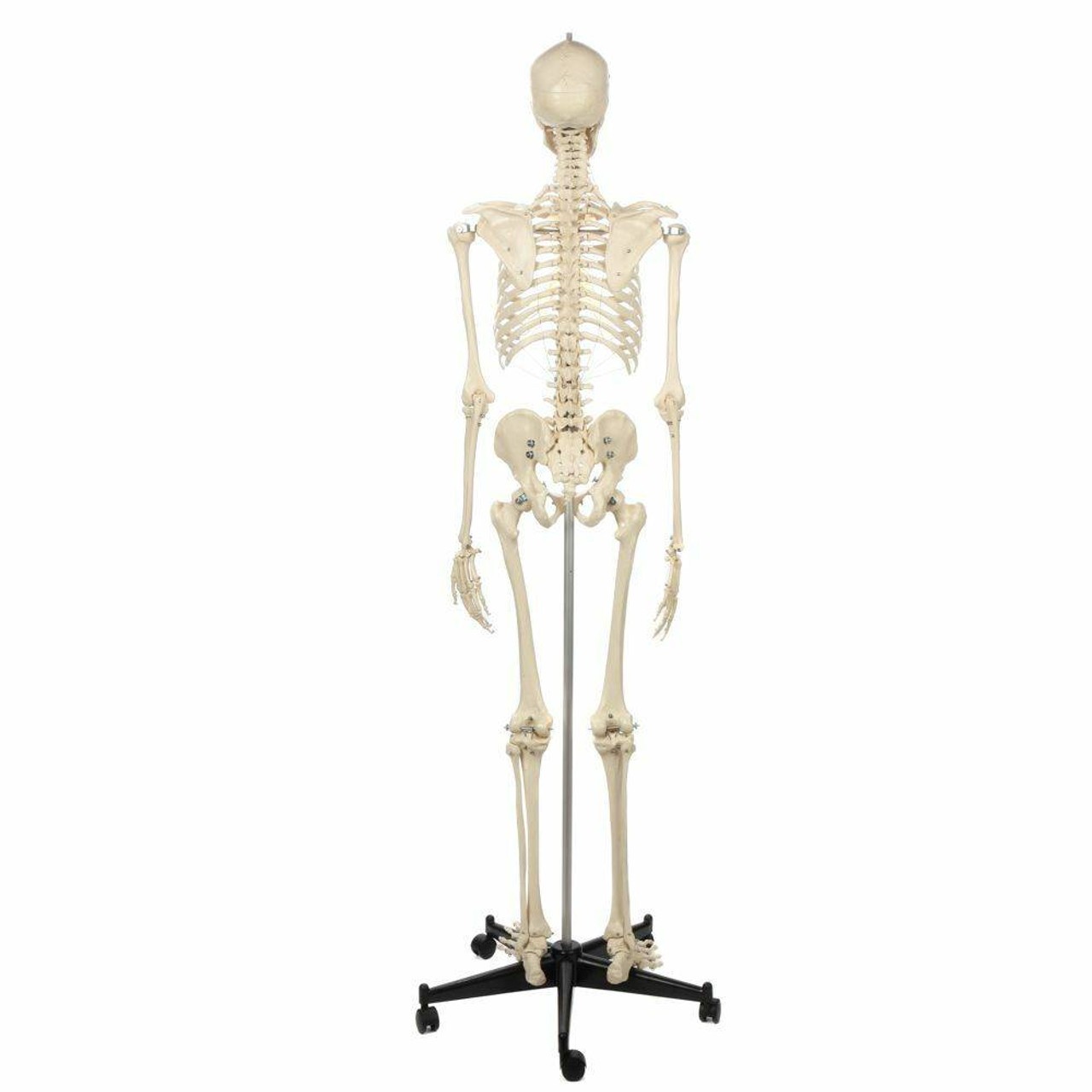 Rudiger Anatomie Premium Lifetime Human Skeleton