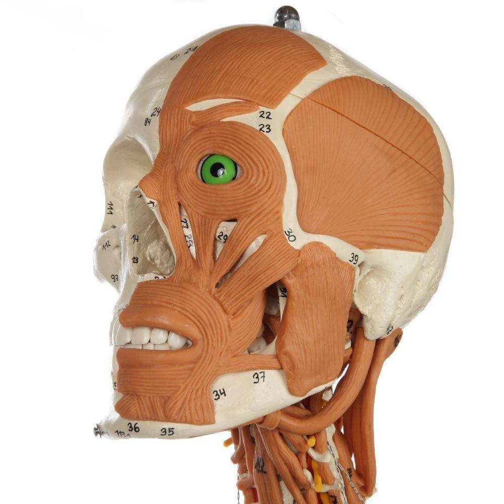Rudiger Anatomie Premium Deluxe Super Skeleton with Musculature