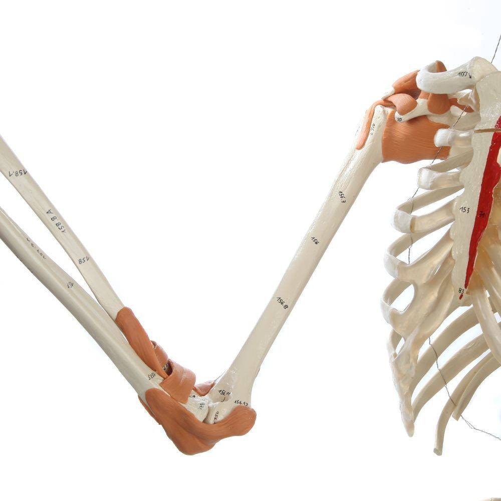 Rudiger Anatomie Premium Deluxe Super Skeleton with Musculature