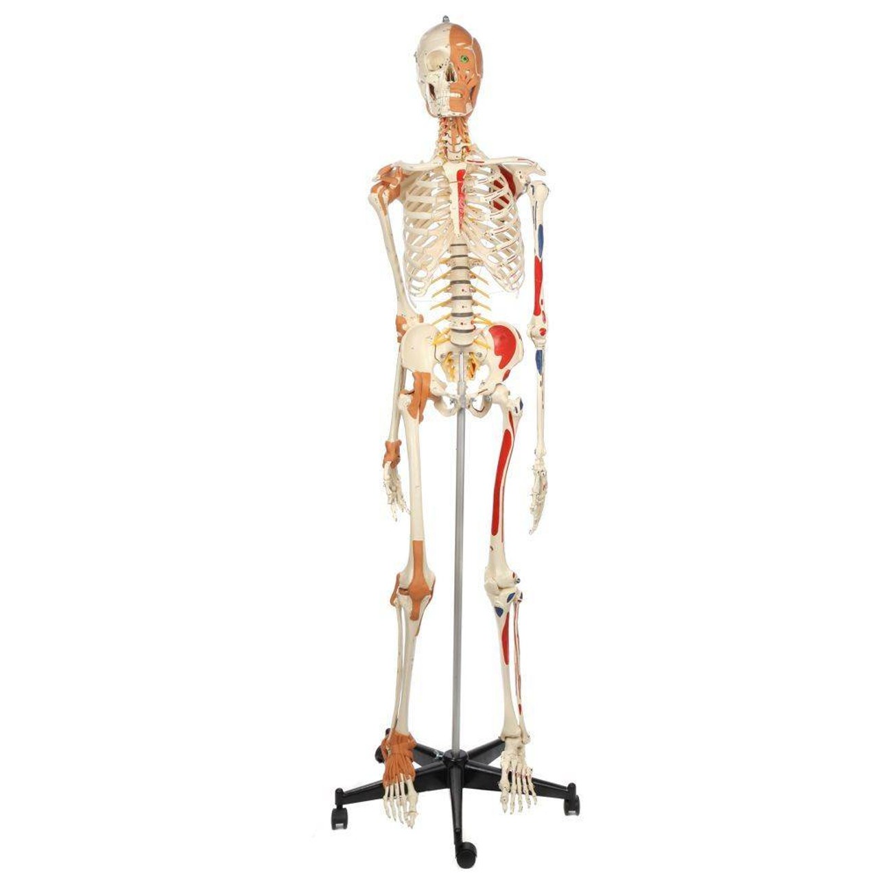 Rudiger Anatomie Premium Deluxe Super Skeleton with Musculature and Ligaments