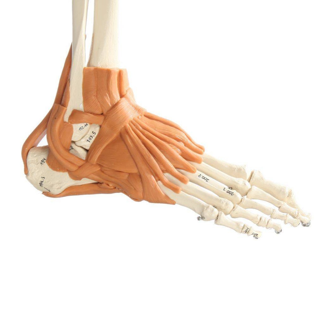 Rudiger Anatomie Premium Deluxe Super Skeleton with Musculature and Ligaments