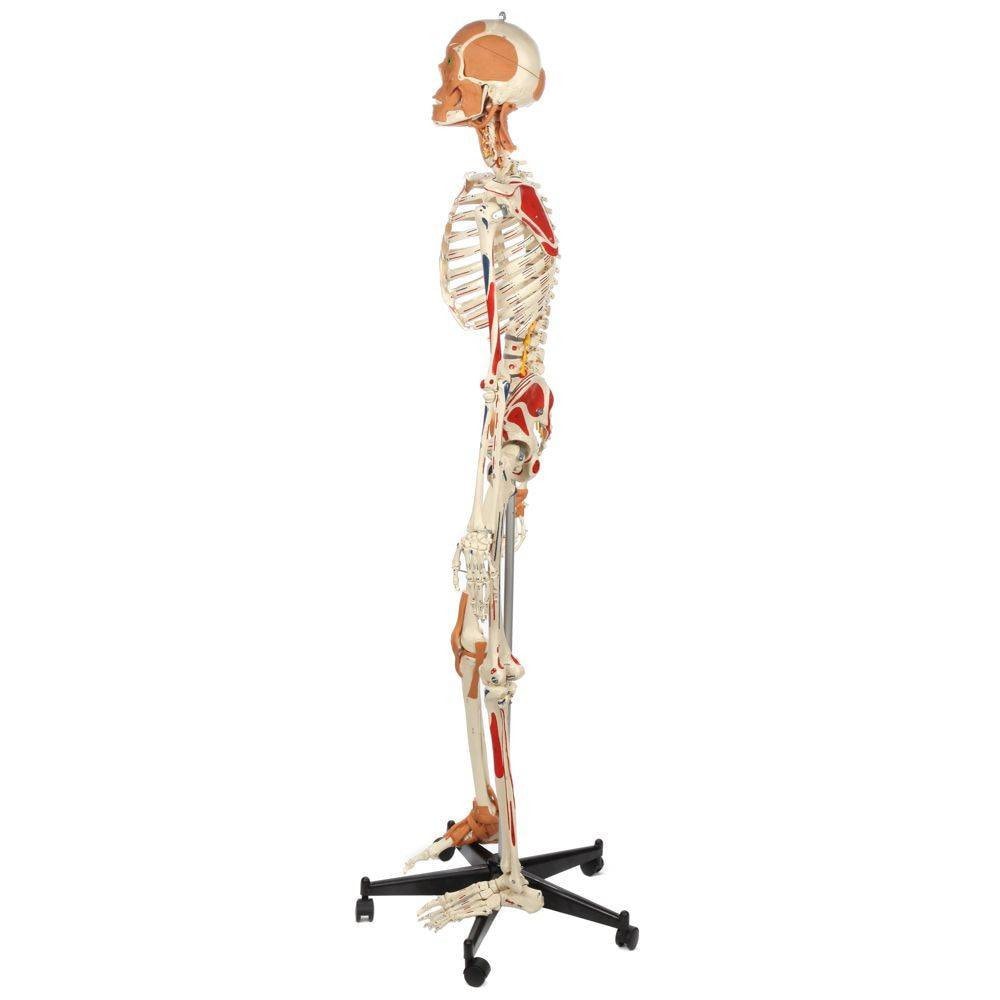 Rudiger Anatomie Premium Deluxe Super Skeleton with Musculature