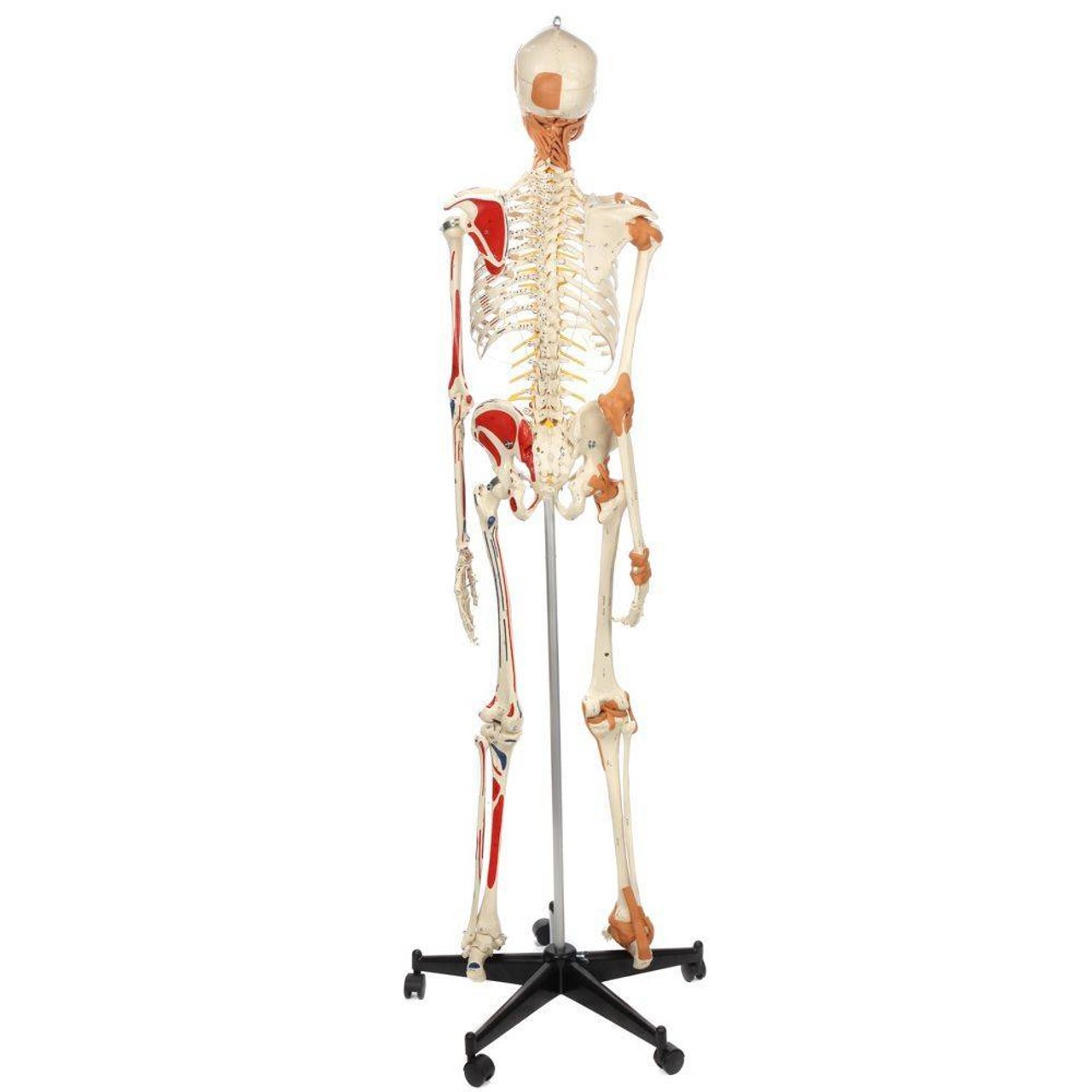 Rudiger Anatomie Premium Deluxe Super Skeleton with Musculature and Ligaments