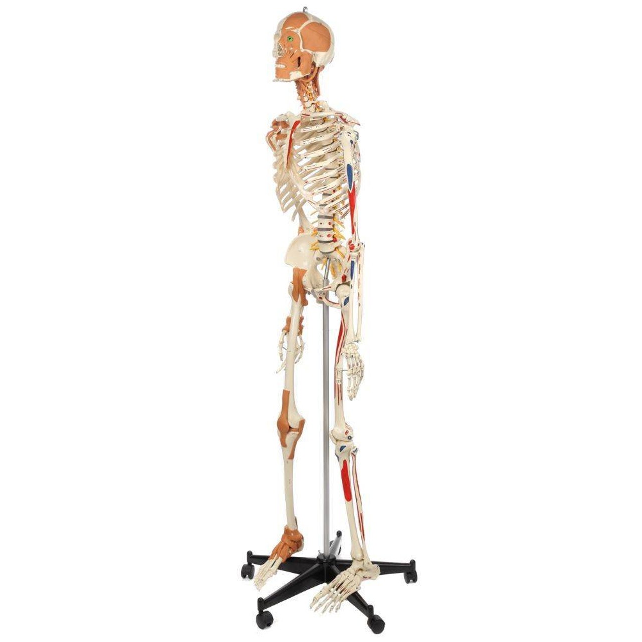 Rudiger Anatomie Premium Deluxe Super Skeleton with Musculature and Ligaments