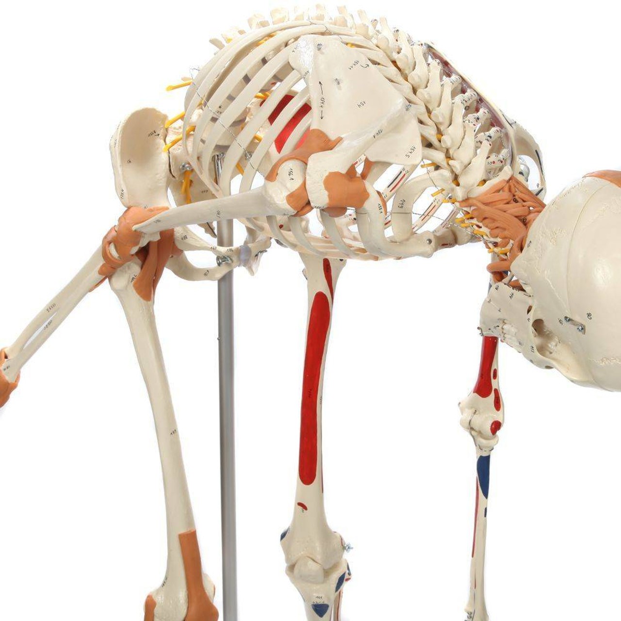 Rudiger Anatomie Premium Deluxe Super Skeleton with Musculature and Ligaments