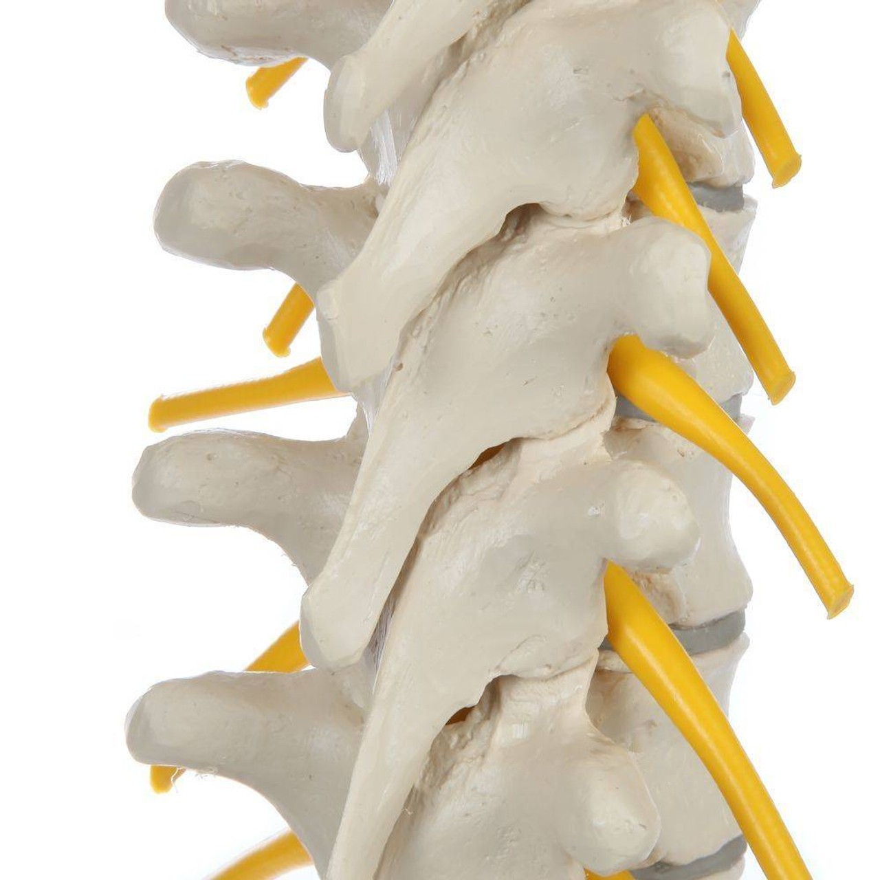 Rudiger Anatomie Premium Ultra Flexible Spine with Soft Discs and Brainstem