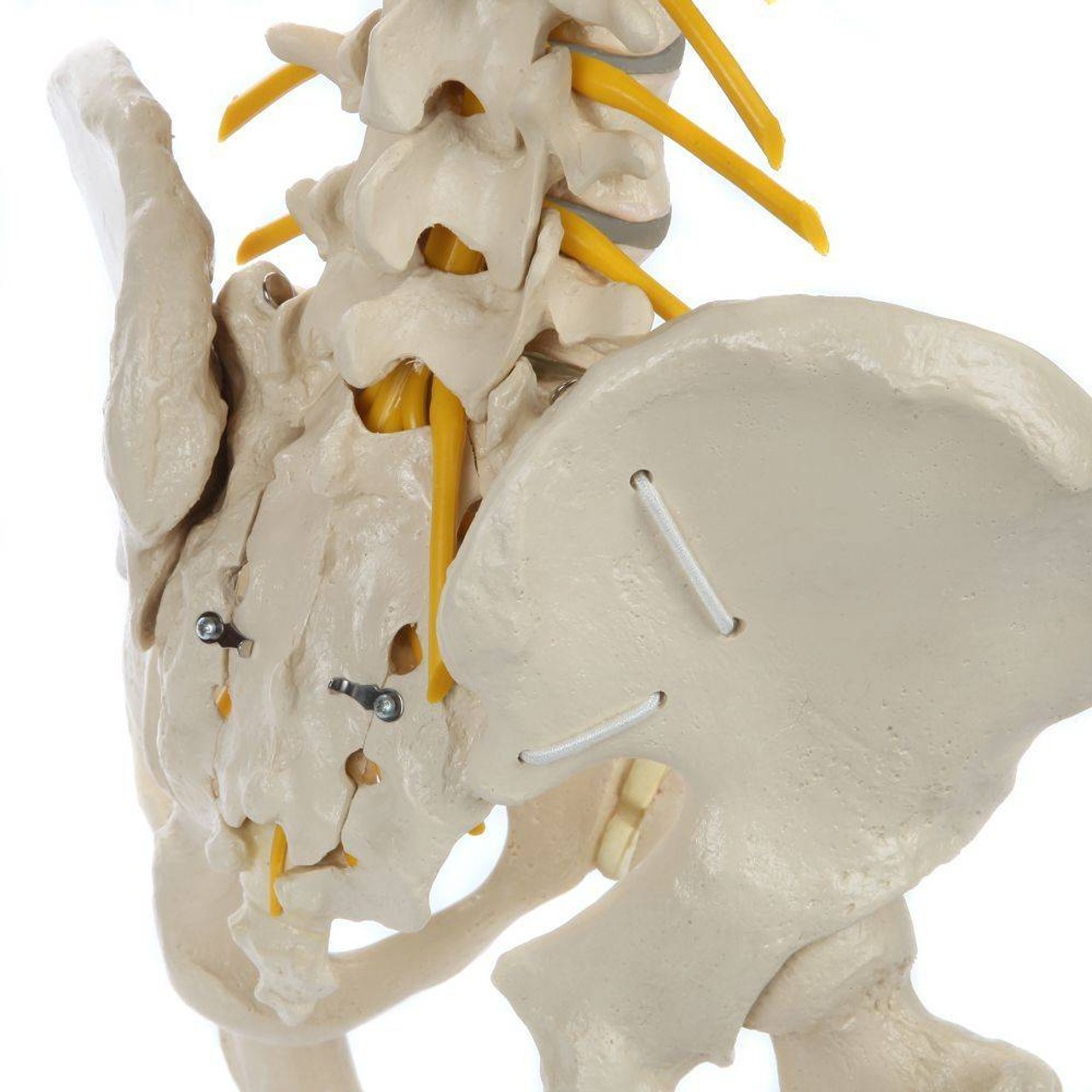 Rudiger Anatomie Premium Ultra Flexible Spine with Soft Discs and Brainstem