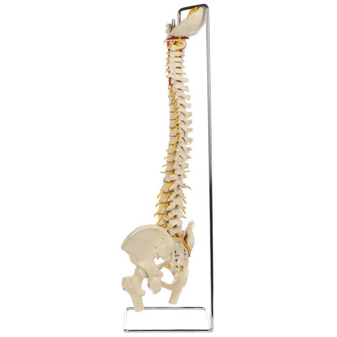 Rudiger Anatomie Premium Ultra Flexible Spine with Soft Discs and Brainstem