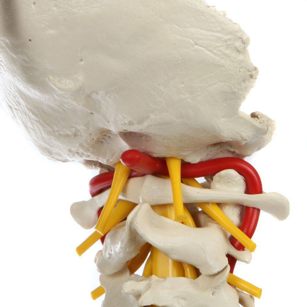 Rudiger Anatomie Premium Ultra Flexible Spine with Soft Discs and Brainstem