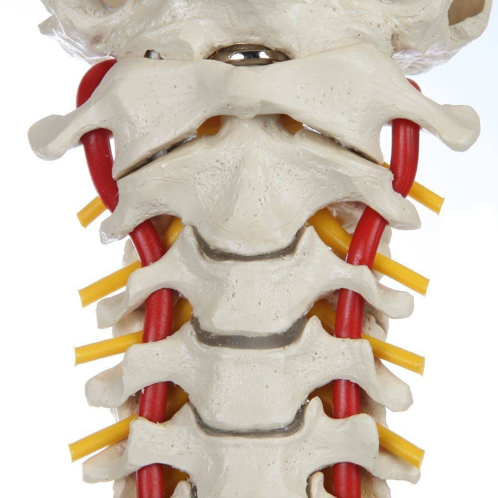 Rudiger Anatomie Premium Ultra Flexible Spine with Soft Discs and