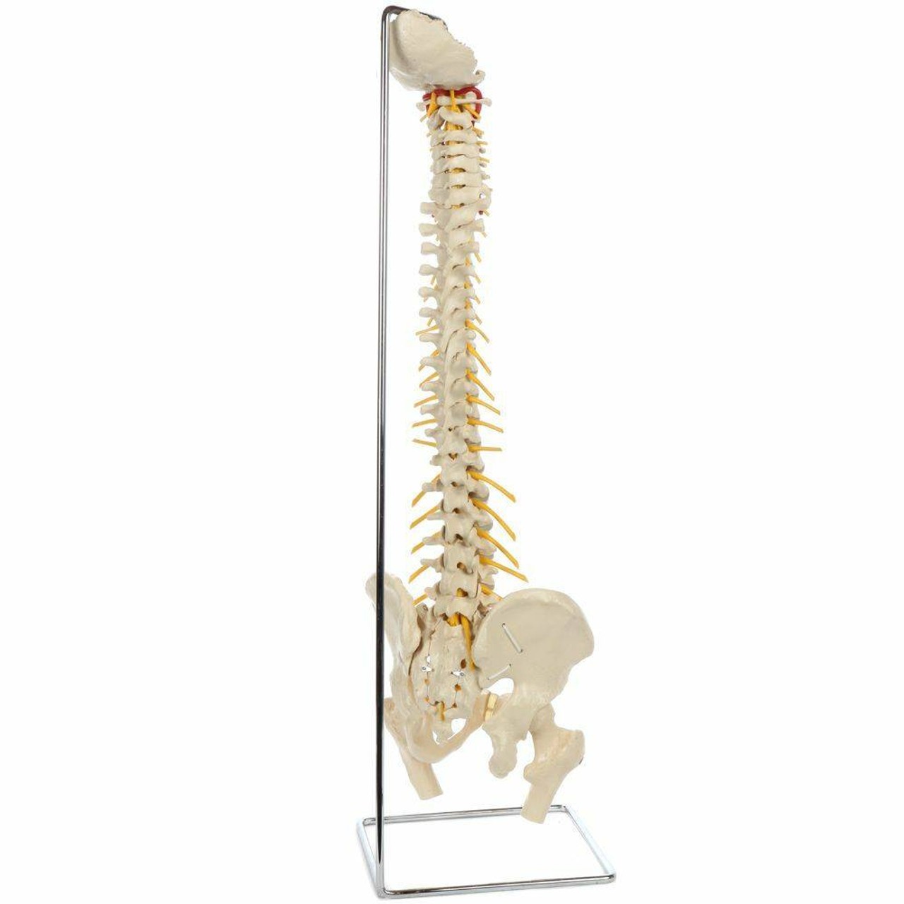 Rudiger Anatomie Premium Ultra Flexible Spine with Soft Discs and Brainstem