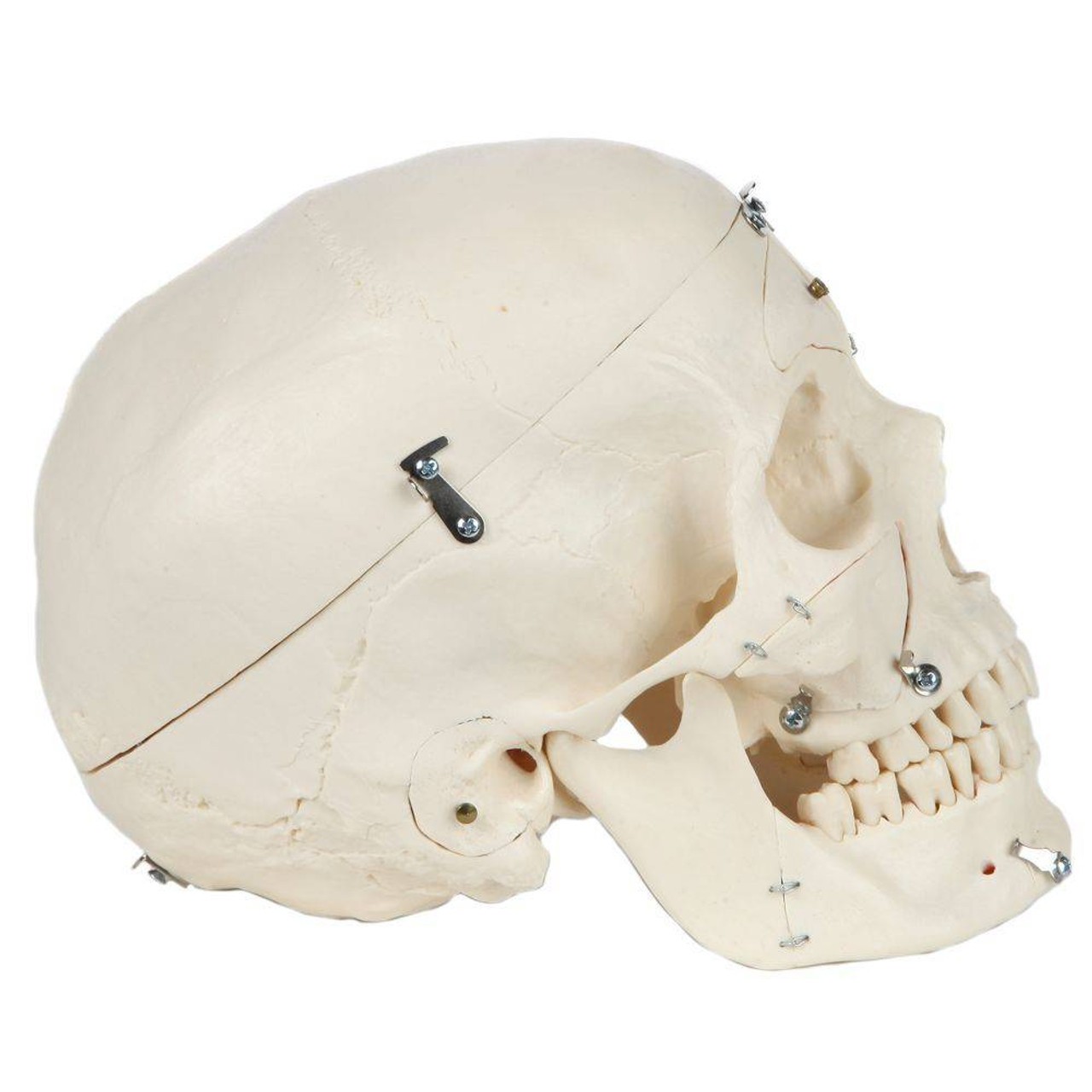 Rudiger Anatomie Premium 14-Part Deluxe Demonstration Skull