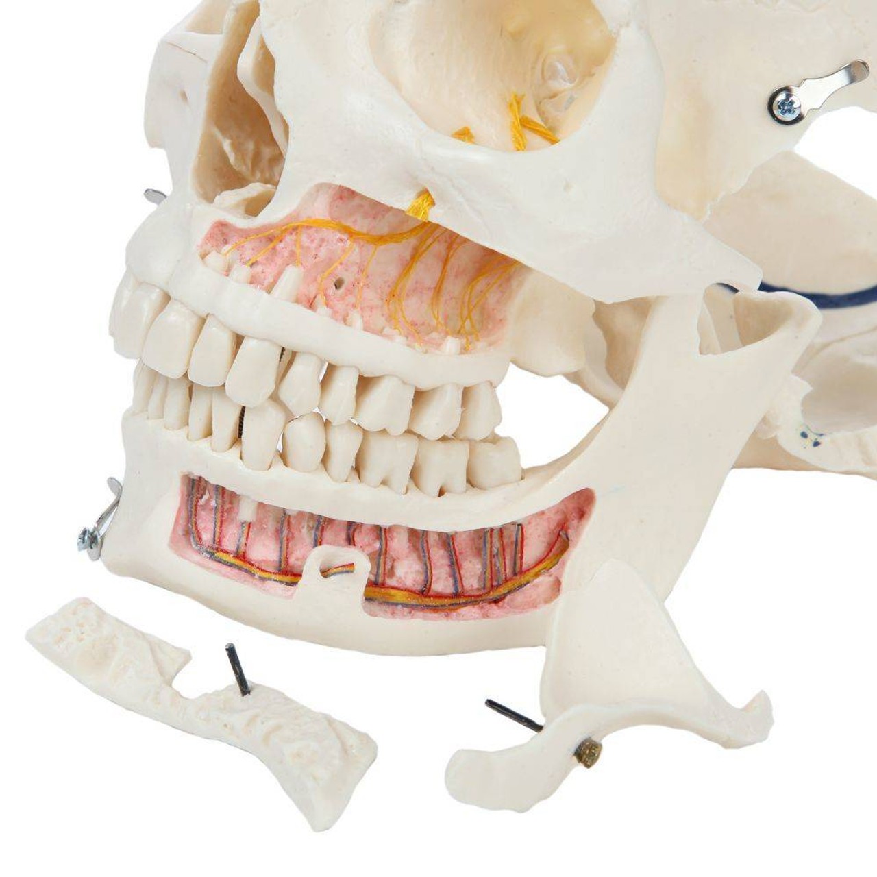 Rudiger Anatomie Premium 14-Part Deluxe Demonstration Skull