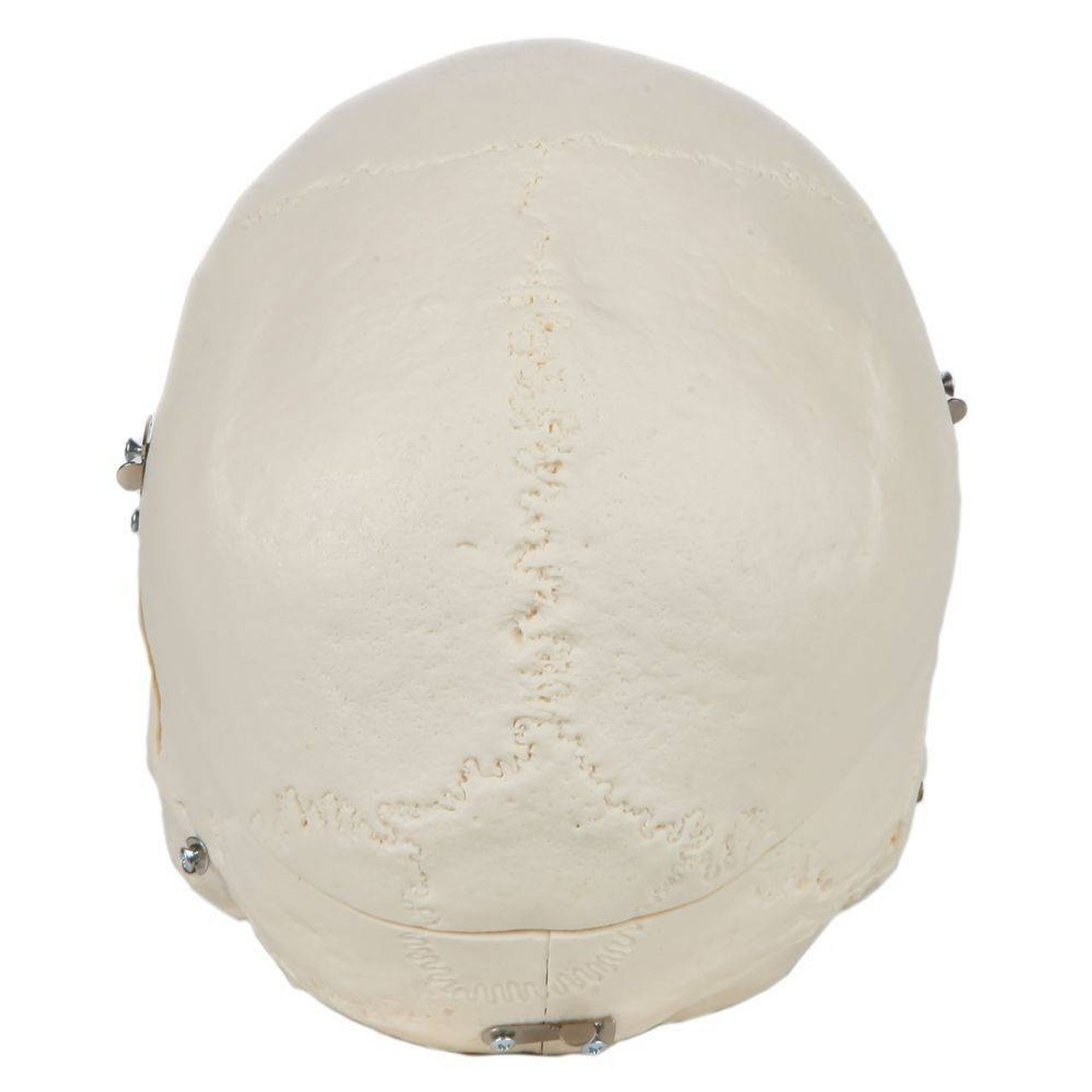 Rudiger Anatomie Premium 14-Part Deluxe Demonstration Skull